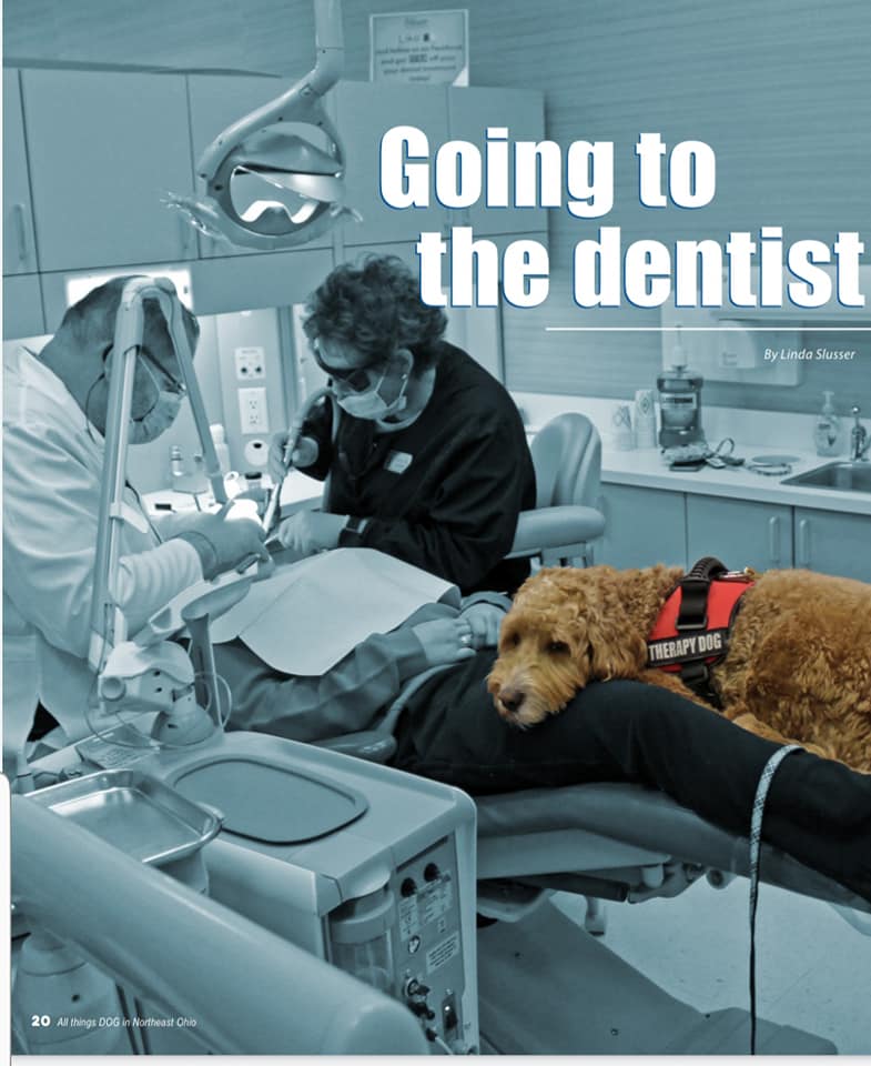 A dog with dentists