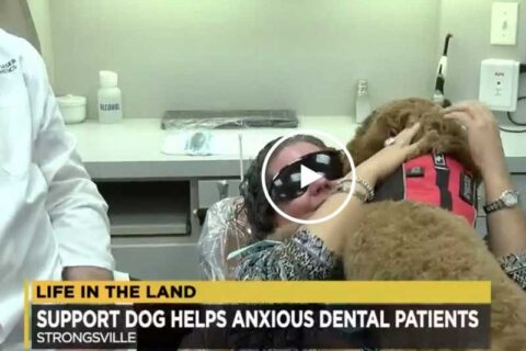 Support Dog helps anxious dental patients video thumbnail